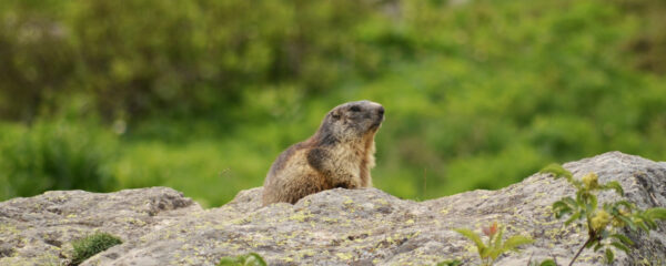 parc animalier marmotte