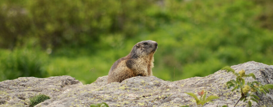 parc animalier marmotte